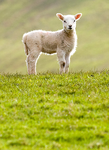 Image of spring lamb in the local hills
