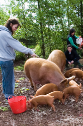 Image of localy reared Tamworth pigs