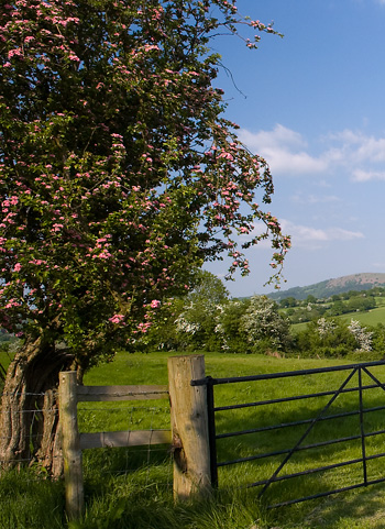 View from the garden Image of tree in blossom